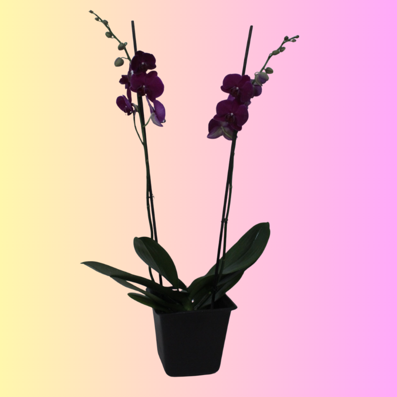 Orquídea Morada