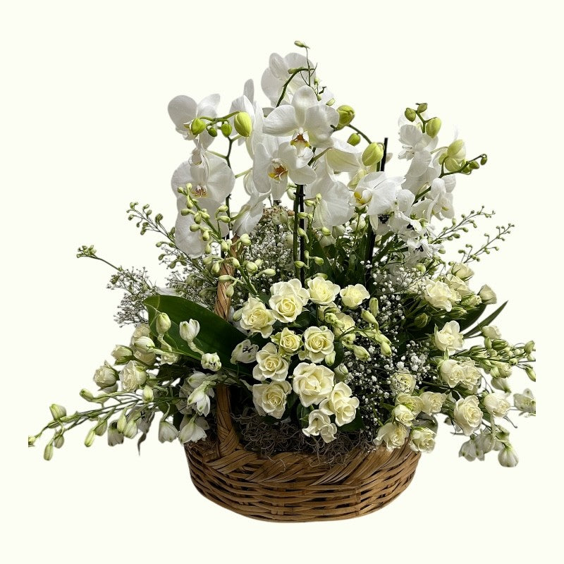 Orquídeas para el Alma
