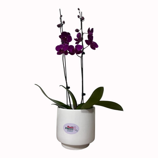 Orquídea Morada