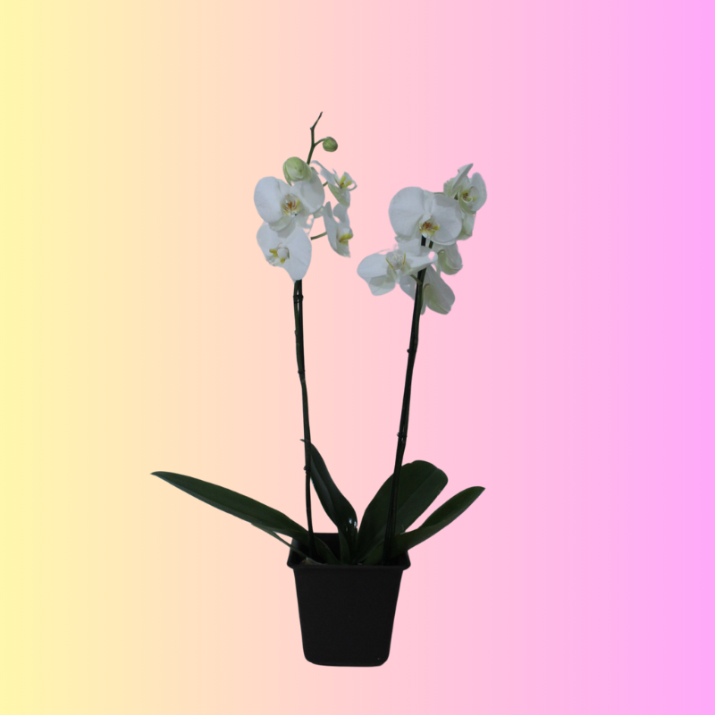 orquidea cymbidium