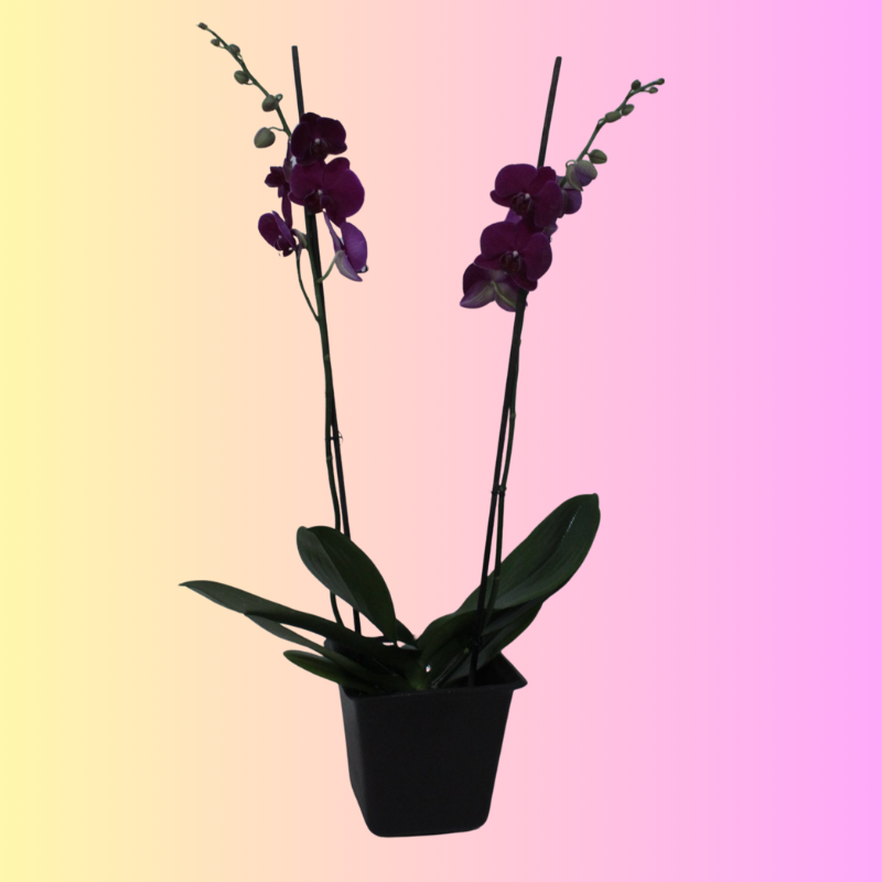orquidea cymbidium morada