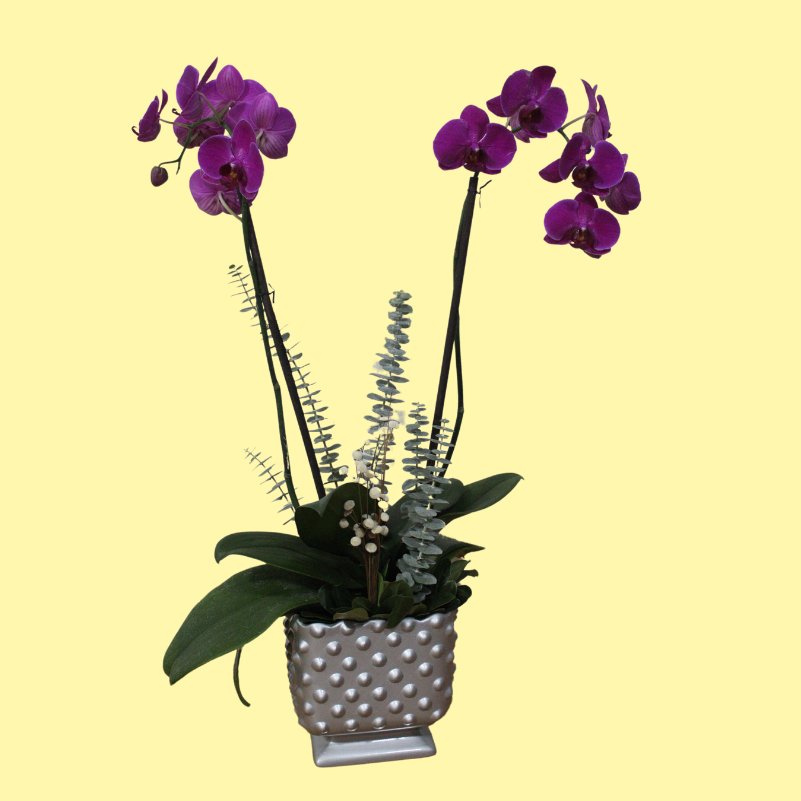 Orquídeas en base milka